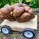 ’s Werelds grootste aardappel blijkt toch geen aardappel