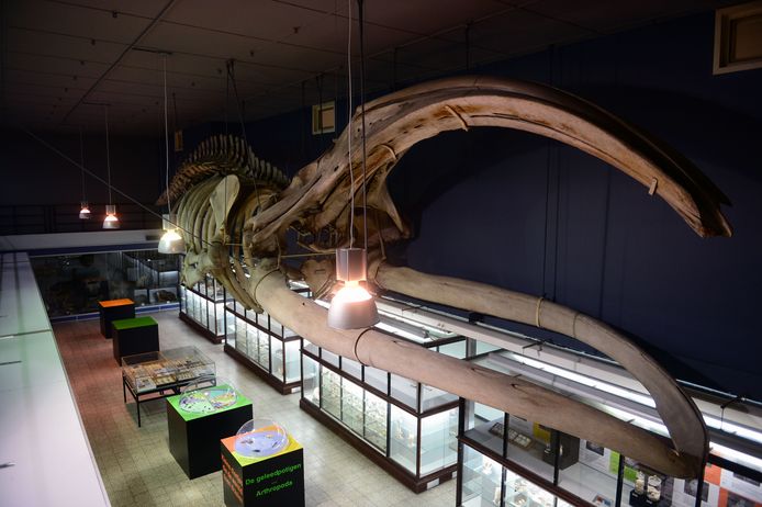 Het skelet van de Groenlandse walvis in Museum voor Dierkunde in de Deberiotstraat