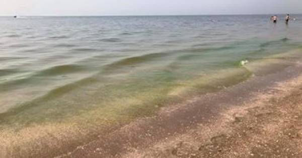 Blauwalg Door Wind Verdwenen Bij Strand Rockanje Voorne Putten