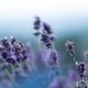 Lavendel snoeien: wat is de beste tijd en hoe moet je het doen?