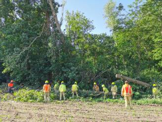 Brandweer verwijdert omgewaaide boom in Damsakkerdreef