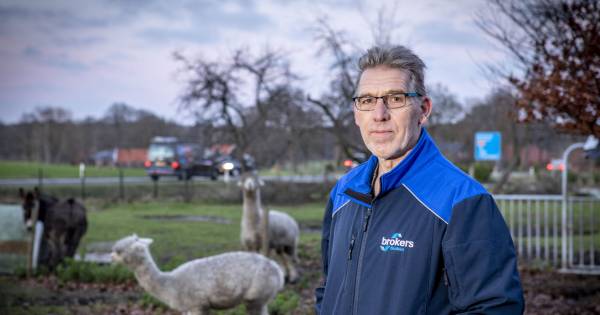 Jonge alpaca’s gestolen uit wei in Beuningen: ‘Onbegrijpelijk’