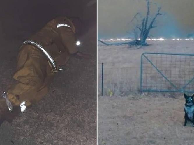 Dit zijn dé verhalen die Australiërs raken: van hond die kudde schapen redt tot uitgeputte brandweerman