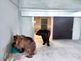 Oekraïense beren arriveren opnieuw in Natuurhulpcentrum na quarantaine in Bellewaerde Park