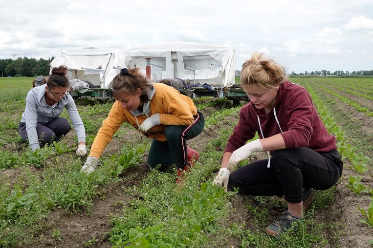 Arbeidsmigranten uit Polen wieden onkruid in een akkerbouwgebied nabij Marknesse. Beeld Hollandse Hoogte / Fred Hoogervorst