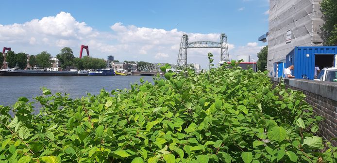 Maaien, kokend water en zelfs elektrocutie: niets lijkt effectief tegen de duizendknoop.