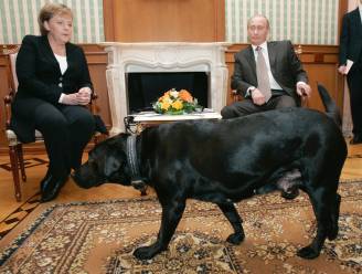 Angela Merkel vertelt over moment dat ze besefte dat Poetin gevaarlijk was: “Dat was het beroemde bezoek met de hond”