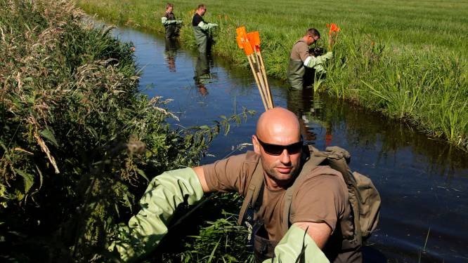 Waterschappen verlengen samenwerking om ‘schadeveroorzakers’ zoals de muskusrat te bestrijden
