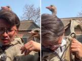 Struisvogels onderbreken presentatie van Chinese man keer op keer