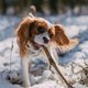 Mag je hond sneeuw eten? En nog 9 dingen die je wilt weten over een sneeuwwandeling met je hond