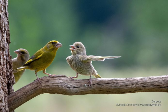 Comedy Wildlife Photography Awards finalist