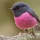 Deze vrouw maakt ingerichte vogelhuisjes voor in haar achtertuin