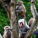 Man (37) schrikt zich letterlijk dood in dierentuin