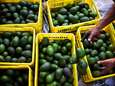 Trump jaagt prijs van avocado’s de hoogte in
