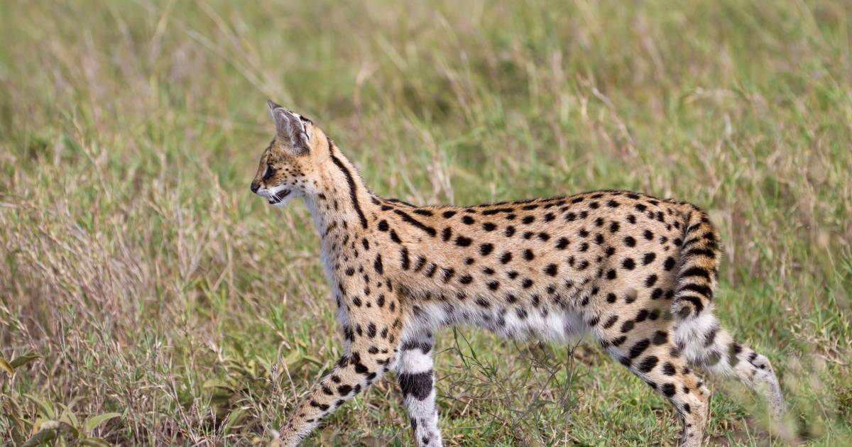 Ontsnapte serval Herkenbosch teruggevonden