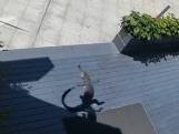 Alligator overleeft val van twintigste verdieping in China