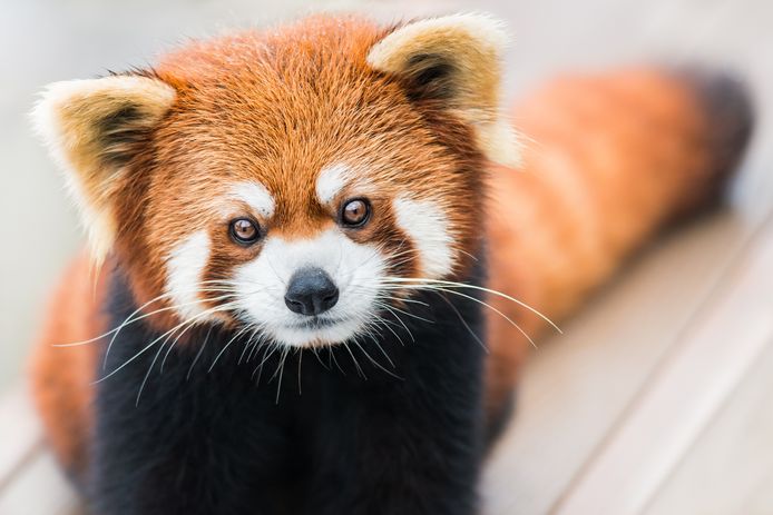 De rode panda ziet er schattig uit, maar schijn bedriegt.