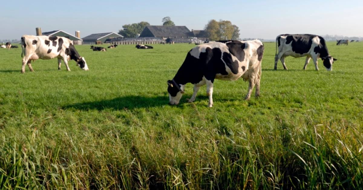 Bij De Buurderij in Graauw koop je rechtstreeks van de boer
