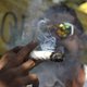 Cannabis goed voor bloedsuikers
