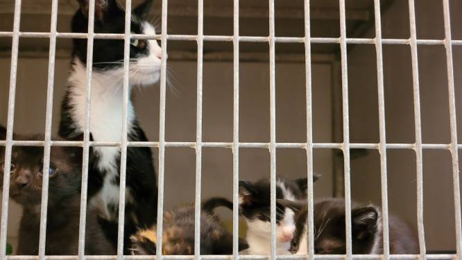 Overvolle kattenkamers bij Haagse Dierenhospitaal: ‘Help, we stromen over!’