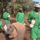 Kenia houdt Afrikaanse top om olifanten te redden (filmpje)