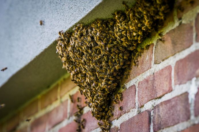 Duizenden bijen zoeken onderkomen in een spouwmuur van een flatgebouw in Eindhoven.