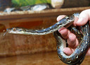 Een pasgeboren netpython in reptielenopvang Iguana.