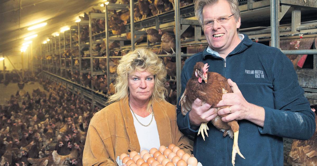 Piet verliest al zijn 150.000 kippen aan vogelgriep