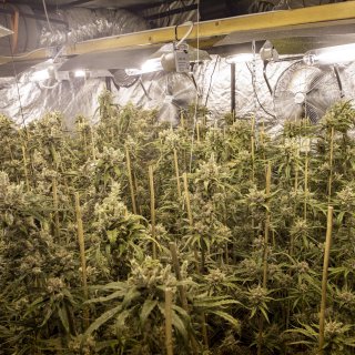 Fewer cannabis plantations dismantled and far fewer drug waste dumping sites