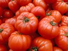 Zure tomatenpuree? Heibel in convenant, nare bijsmaak van uitbuiting spoelt niet weg