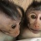 Mag je het DNA van een aap veranderen zodat hij autistisch wordt?