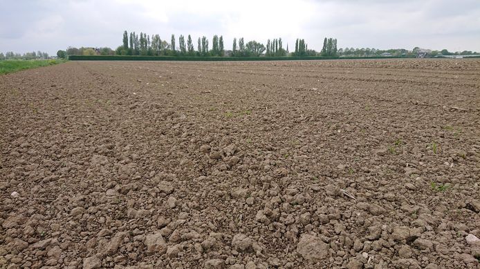 In juni is het zover: dan wordt op een akker bij Mijnsheerenland een hectare sorghum ingezaaid.