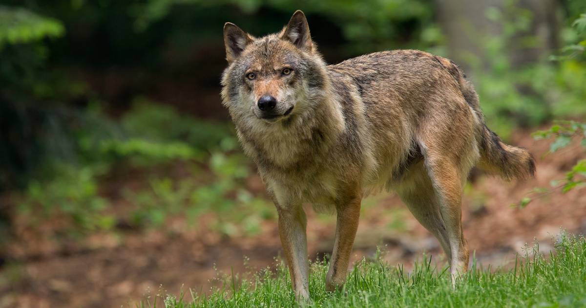 Wolf gespot vlak over grens, boeren in Belgische Essen-Hoek gewaarschuwd - BN DeStem