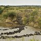 Afrikaanse dieren moeten rol krijgen in strijd tegen stroperij