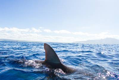 Un Hawaïen meurt après une attaque de requin