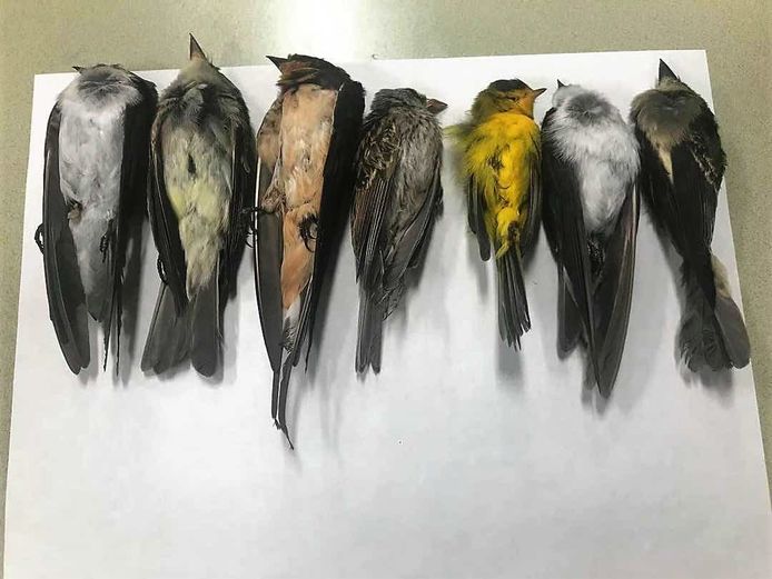 Vogels die omvliegen voor bosbranden vallen uit lucht in | Buitenland | AD.nl