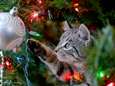 Opgelet, die kerstboom in huis kan gevaarlijk zijn voor honden en katten