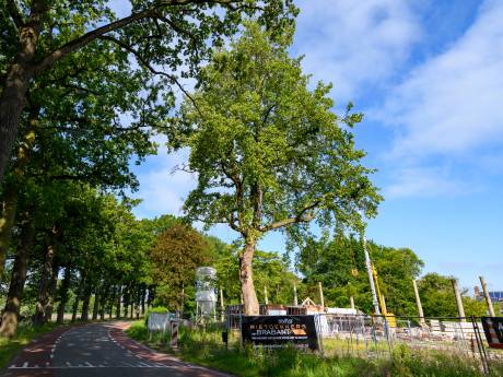 Tulpenboom moet na 75 jaar wijken voor inrit: 'Een boom heeft nu eenmaal geen eigen rechten’