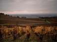 La production française de vin en 2021 devrait atteindre un niveau “historiquement bas”