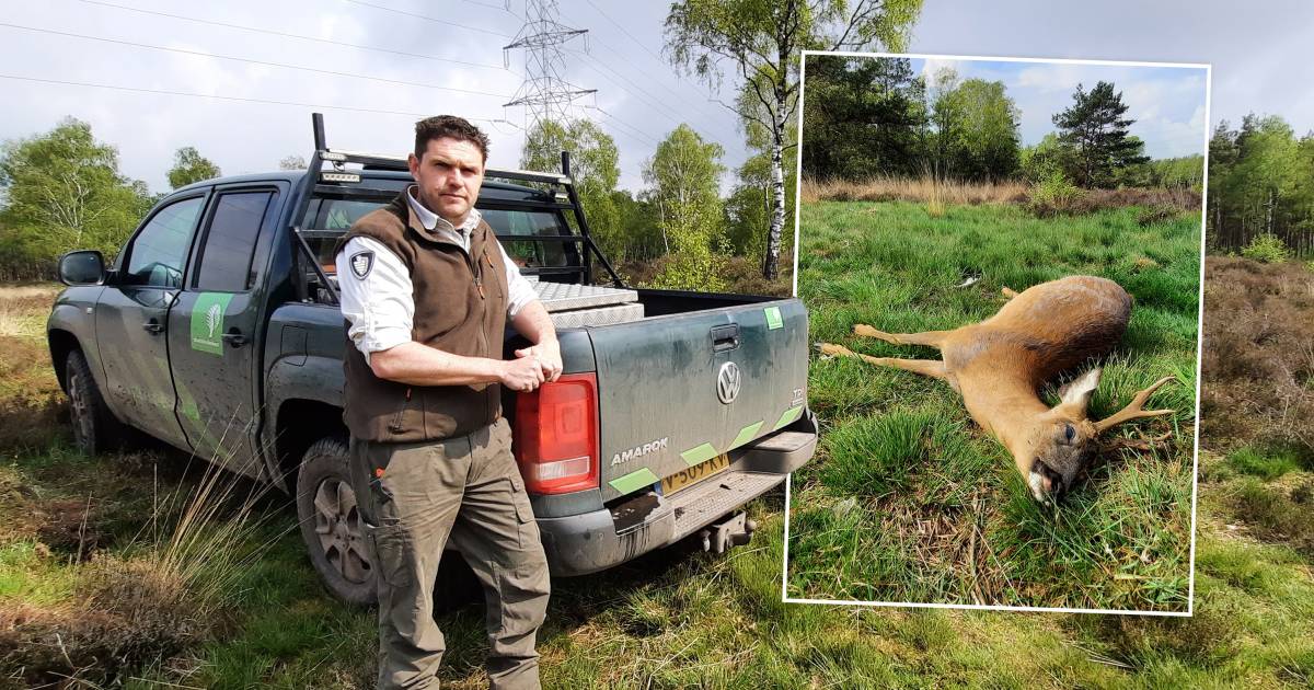 'Ik hoop dat het diertje dood is. Dat klinkt cru, maar het laatste dat we willen is dat het gewond in de bossen trekt en daar een langzame dood sterft.” via @ds_veluwe Voorkom aub #wildaanrijdingen, max 60 op de hele #Veluwe. .