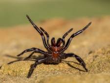 Na bosbranden en overstromingen gaan dodelijke spinnen nu Australië teisteren, zeggen experts