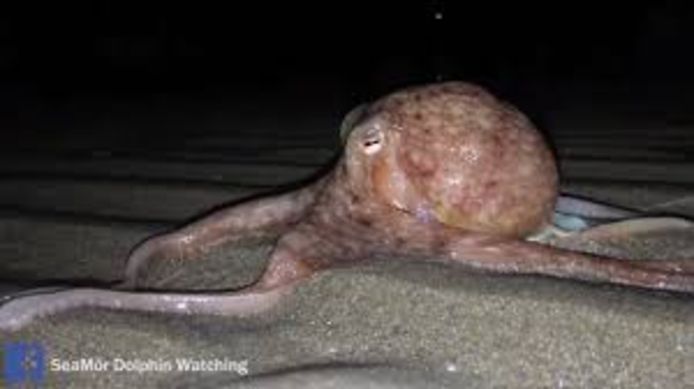 Meer dan twintig octopussen werden op de stranden bij Wales gevonden dit weekend.