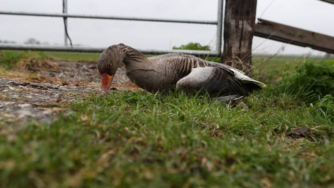 Vogelgriep in Bunschoten-Spakenburg, 150 hobbyvogels moeten worden afgemaakt