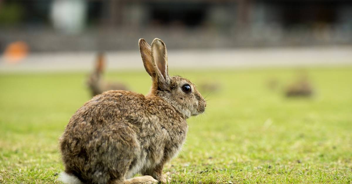 Kast Berekening Baby Centrum Elst vol met wilde konijnen | Overbetuwe | gelderlander.nl
