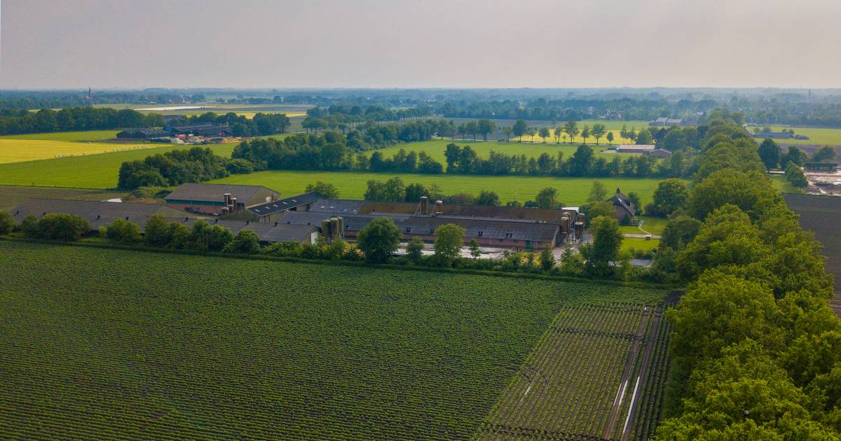 Zou het lukken de veelbesproken varkenshouderij aan de Rooije Hoefsedijk in Gemert te verplaatsen?