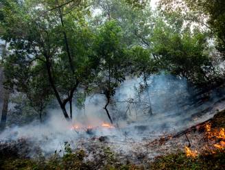 Ruim 175.000 hectare bos in brand in Argentinië