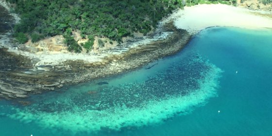 Koraalverbleking bij grootste rif ter wereld is wijder verbreid dan ooit tevoren