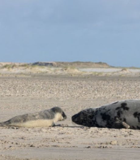 Un bébé phoque de l’Arctique naît aux Pays-Bas, la plage immédiatement fermée durant quelques jours