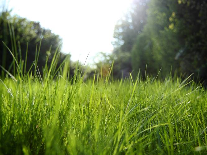 “Wekelijks je gras maaien is achterhaald”: zo laat je je gazon verantwoord stralen 
