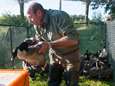 Animal Rights klaagt ‘hardhandige’ vergassing Canadese ganzen aan